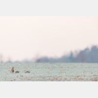 5760 x 3840 Px   _RM_180214_5D3_5548.jpg