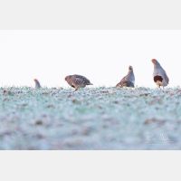 5760 x 3840 Px   _RM_180215_5D3_5757.jpg