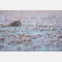 5760 x 3840 Px   _RM_180215_5D3_5775.jpg