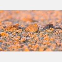 5760 x 3840 Px   _RM_180215_5D3_5811.jpg