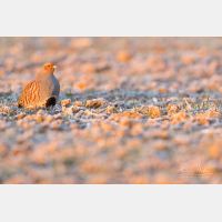 5760 x 3840 Px   _RM_180215_5D3_5815.jpg