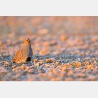 5760 x 3840 Px   _RM_180215_5D3_5820.jpg