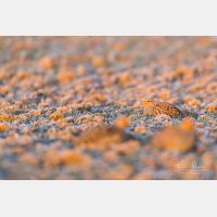 5760 x 3840 Px   _RM_180215_5D3_5822.jpg