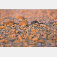 5760 x 3840 Px   _RM_180215_5D3_5826.jpg