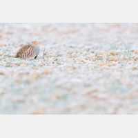 5760 x 3840 Px   _RM_180215_5D3_5838.jpg