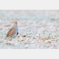 5760 x 3840 Px   _RM_180215_5D3_5874.jpg