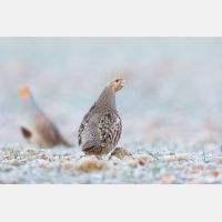 5760 x 3840 Px   _RM_180215_5D3_5911.jpg