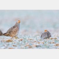 5760 x 3840 Px   _RM_180215_5D3_5921.jpg