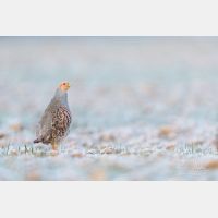 5760 x 3840 Px   _RM_180215_5D3_5946.jpg