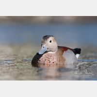 3645 x 2430_Px _RM_100525_MG_2930-2.jpg