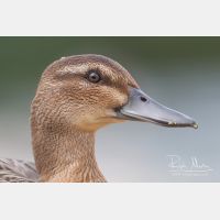 2880 x 1920_Px _RM_080809_MG_2102.jpg