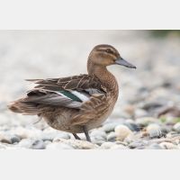 3372 x 2248_Px _RM_080809_MG_2173.jpg