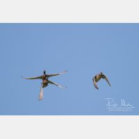 3507 x 2338_Px _RM_140429_MG_4104.jpg