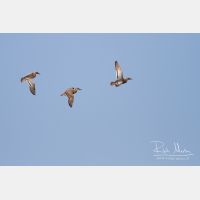 3597 x 2398_Px _RM_140429_MG_4094.jpg