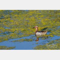 4249 x 2833_Px _RM_120504_MG_5221.jpg