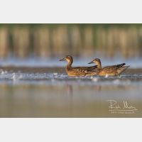 4254 x 2836_Px _RM_140802_MG_0310.jpg