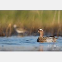 4513 x 3009_Px _RM_160531_MG_7325.jpg