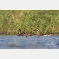 5125 x 3417_Px _RM_160531_MG_6968.jpg