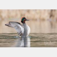 3524 x 2349_Px _RM_110315_MG_4903.jpg