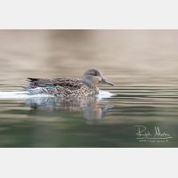 3602 x 2401_Px _RM_110315_MG_4871.jpg