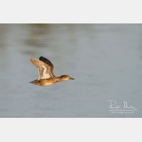 3794 x 2529_Px _RM_110921_MG_0018.jpg