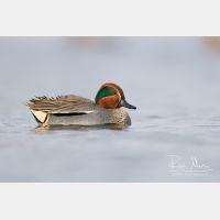 4288 x 2859_Px _RM_130102_MG_6079.jpg