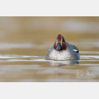 4427 x 2951_Px _RM_130102_MG_6151.jpg