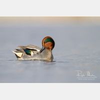 4514 x 3009_Px _RM_130102_MG_6096.jpg