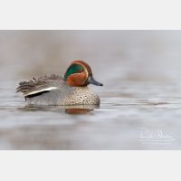 4547 x 3032_Px _RM_130102_MG_6128.jpg