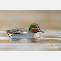 4595 x 3064_Px _RM_130102_MG_6145.jpg