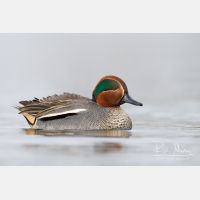 4667 x 3112_Px _RM_130102_MG_6131.jpg