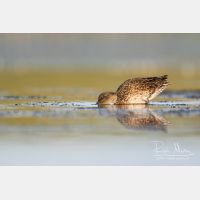 5063 x 3375_Px _RM_170814_MG_9434.jpg