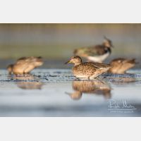 5069 x 3379_Px _RM_170814_MG_9613.jpg