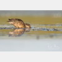 5165 x 3443_Px _RM_170814_MG_9465.jpg