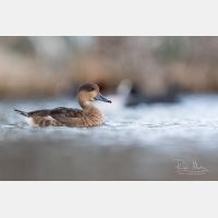 4605 x 3070 Px   _RM_190129_Q4A1730.jpg