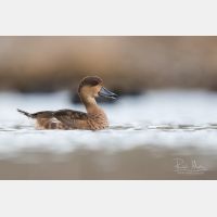 4806 x 3204 Px   _RM_190129_Q4A1710.jpg