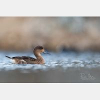 4813 x 3209 Px   _RM_190129_Q4A1723.jpg