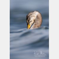 2146 x 3219_Px _RM_161120_MG_0926.jpg