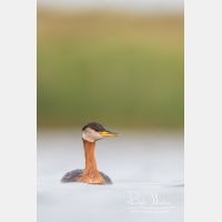 3267 x 4901_Px _RM_170817_MG_8927.jpg