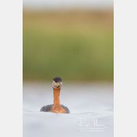 3290 x 4935_Px _RM_170817_MG_8926.jpg