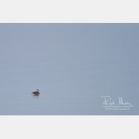 3434 x 2289_Px _RM_120324_MG_6561.jpg