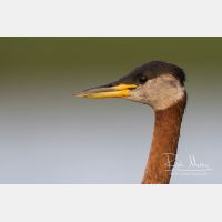 3682 x 2455_Px _RM_170817_MG_8852.jpg