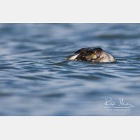 3732 x 2488_Px _RM_161120_MG_0842.jpg