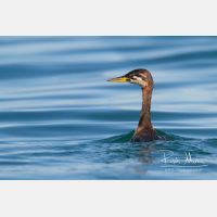 3755 x 2503_Px _RM_130904_MG_5892.jpg