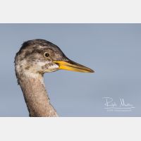 4006 x 2671_Px _RM_161120_MG_1022.jpg