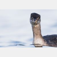 4154 x 2769_Px _RM_161120_MG_0722.jpg