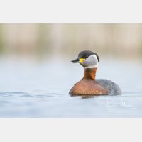 4278 x 2852_Px _RM_140427_MG_1244.jpg