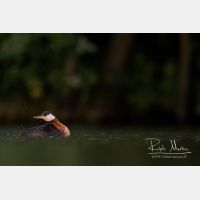 4441 x 2960_Px _RM_170817_MG_9047.jpg