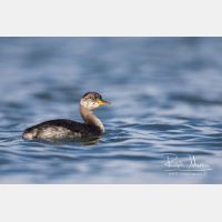 4510 x 3007_Px _RM_161120_MG_0834.jpg