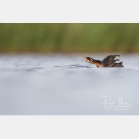 4688 x 3125_Px _RM_170817_MG_8945.jpg